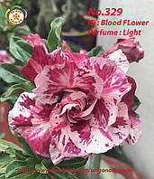 Адениум семена Вьетнам, сорт Blood Flower Perfume (329)