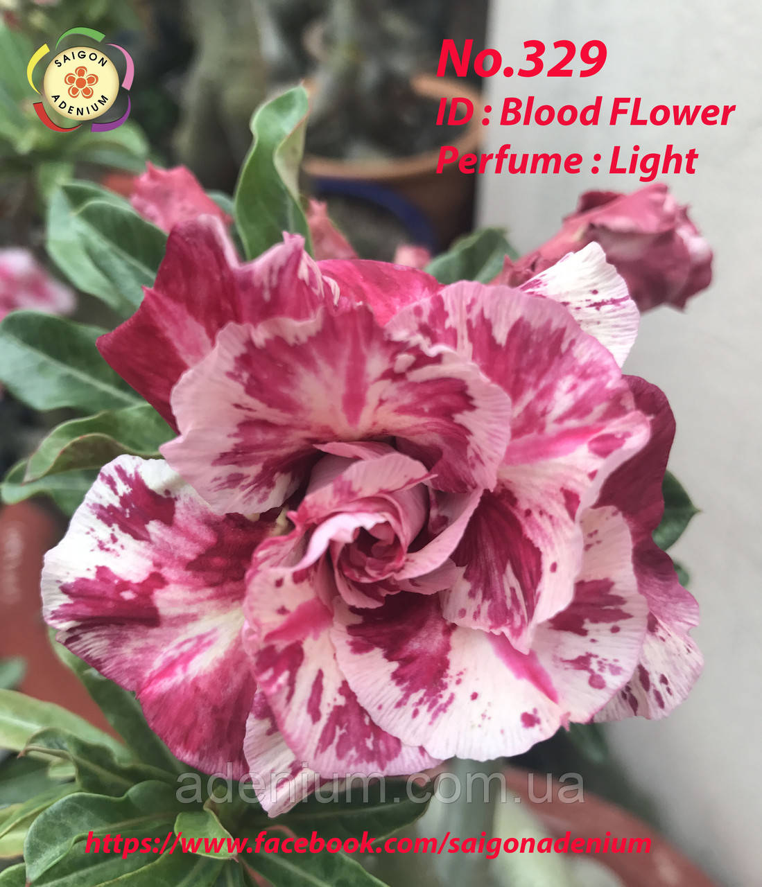 Адениум семена Вьетнам, сорт Blood Flower Perfume (329) - фото 1 - id-p784695564