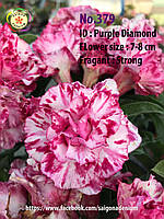 Адениум семена Вьетнам, сорт Purple Diamond Fragrant (379)