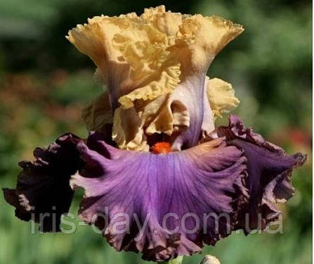 Ірис Air of Mystery Іе оф Містері (Blyth 2007) (сажінки), фото 1