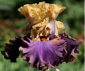 Ірис Air of Mystery Іе оф Містері (Blyth 2007) (сажінки)