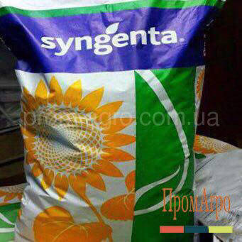 Соняшник Насіння Syngenta Алькантара Сингента 2024 рік, фото 1