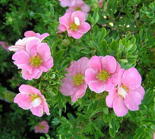 Лапчатка кущова Pink Queen 3 річна, Лапчатка чагарникова Пінк Квін, Potentilla fruticosa Pink Queen