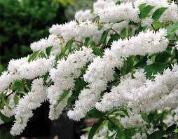 Дейція махрова 2 річна, Дейція шорстка, Deutzia scabra, фото 5