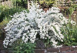 Дейція махрова 2 річна, Дейція шорстка, Deutzia scabra, фото 3
