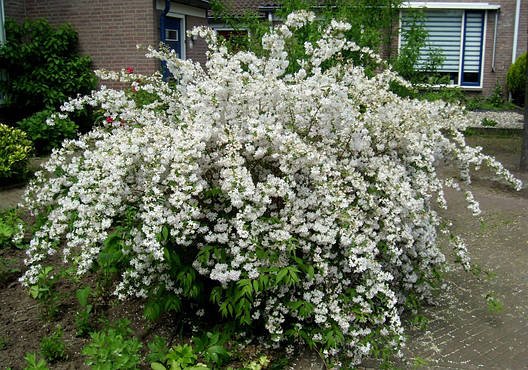 Дейція махрова 2 річна, Дейція шорстка, Deutzia scabra, фото 1