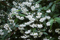 Дейція махрова 2 річна, Дейція шорстка, Deutzia scabra, фото 6