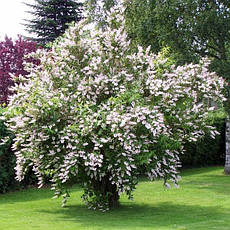 Дейція махрова 2 річна, Дейція шорстка, Deutzia scabra, фото 4