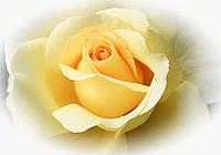 Флизелиновые 3D фотообои в зале дизайн цветы 368x254 см Бутон желтой розы (1569V8)+клей