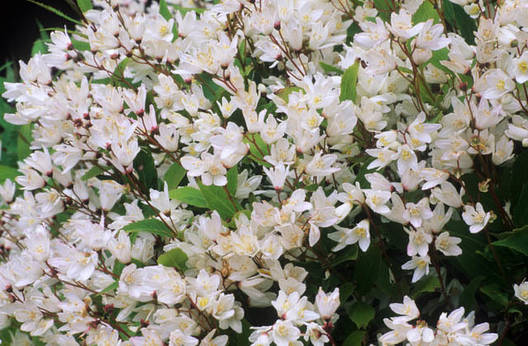 Дейція витончена Nikko 2 річна, Дейція витончена Ніко, Deutzia gracilis Nikko, фото 1
