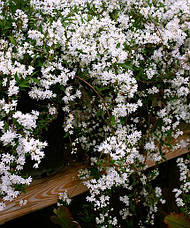 Дейція витончена Nikko 2 річна, Дейція витончена Ніко, Deutzia gracilis Nikko, фото 4