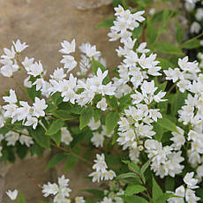 Дейція витончена Nikko 2 річна, Дейція витончена Ніко, Deutzia gracilis Nikko, фото 5