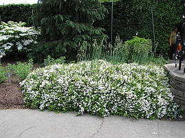 Дейція витончена Nikko 2 річна, Дейція витончена Ніко, Deutzia gracilis Nikko, фото 3