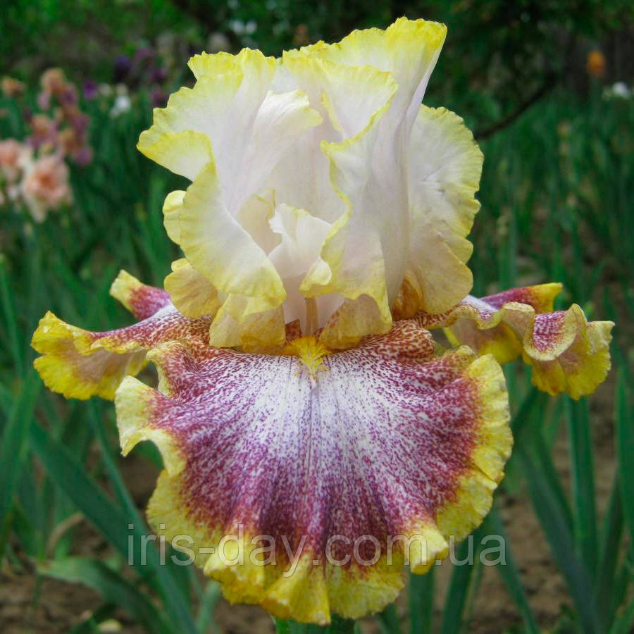 Ірис Whispering Spirits Вісперин Спіритс (Ernst 2001) (Саженці), фото 1