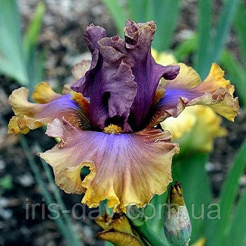 Ірис Land Down Under Льонд Давн Андер (Johnson 2013) (сажінки), фото 1