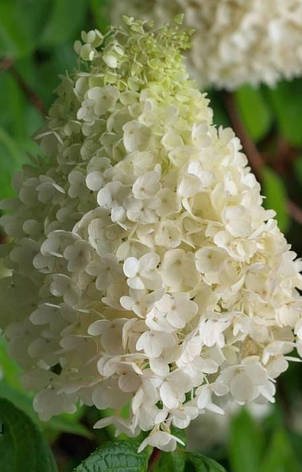 Гортензія морозостійка Kyushu 2 річна, Гортензія волотиста Киушу, Hydrangea paniculata Kyushu, фото 1