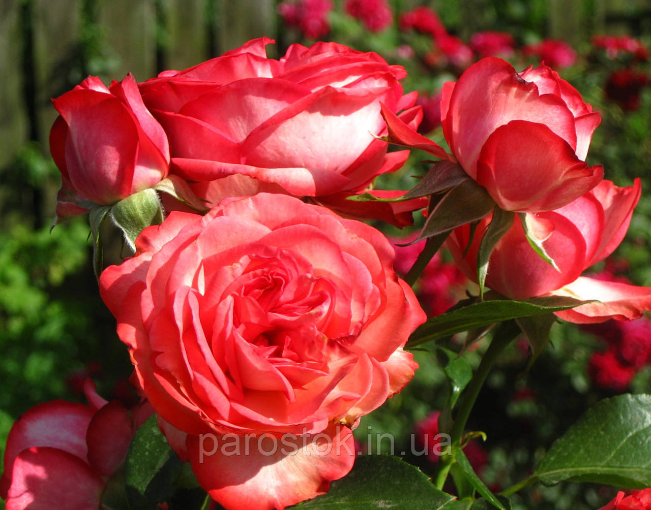 Троянда Антік. Плетиста троянда, фото 1