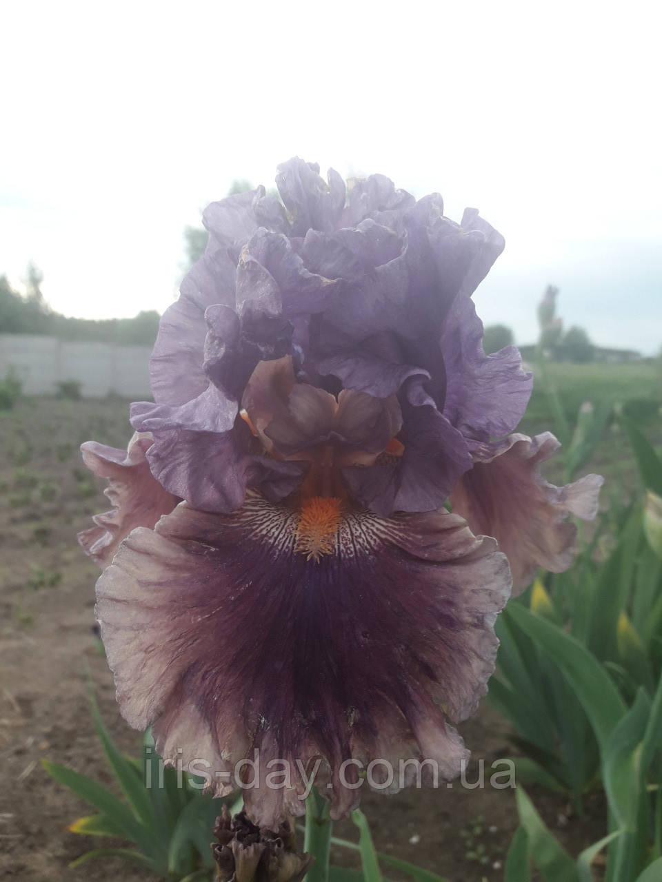 Ірис Berry Scary Беррі Скарі (Black 2006) (сажниці), фото 1