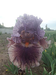 Ірис Berry Scary Беррі Скарі (Black 2006) (сажниці)