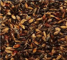 Насіння суданської трави