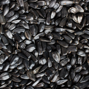 насіння соняшника купити ціна