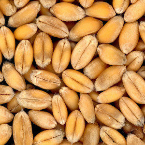 купити насіння пшениці