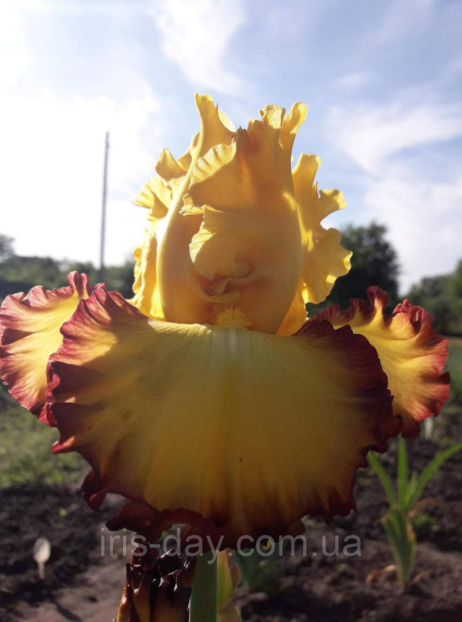 Ірис Rim of Fire Рим Оф Файє (M. Sutton 2011) (сажінки), фото 1