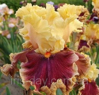 Ірис Decadence Декаденс (Blyth 2004) (сажінки), фото 1