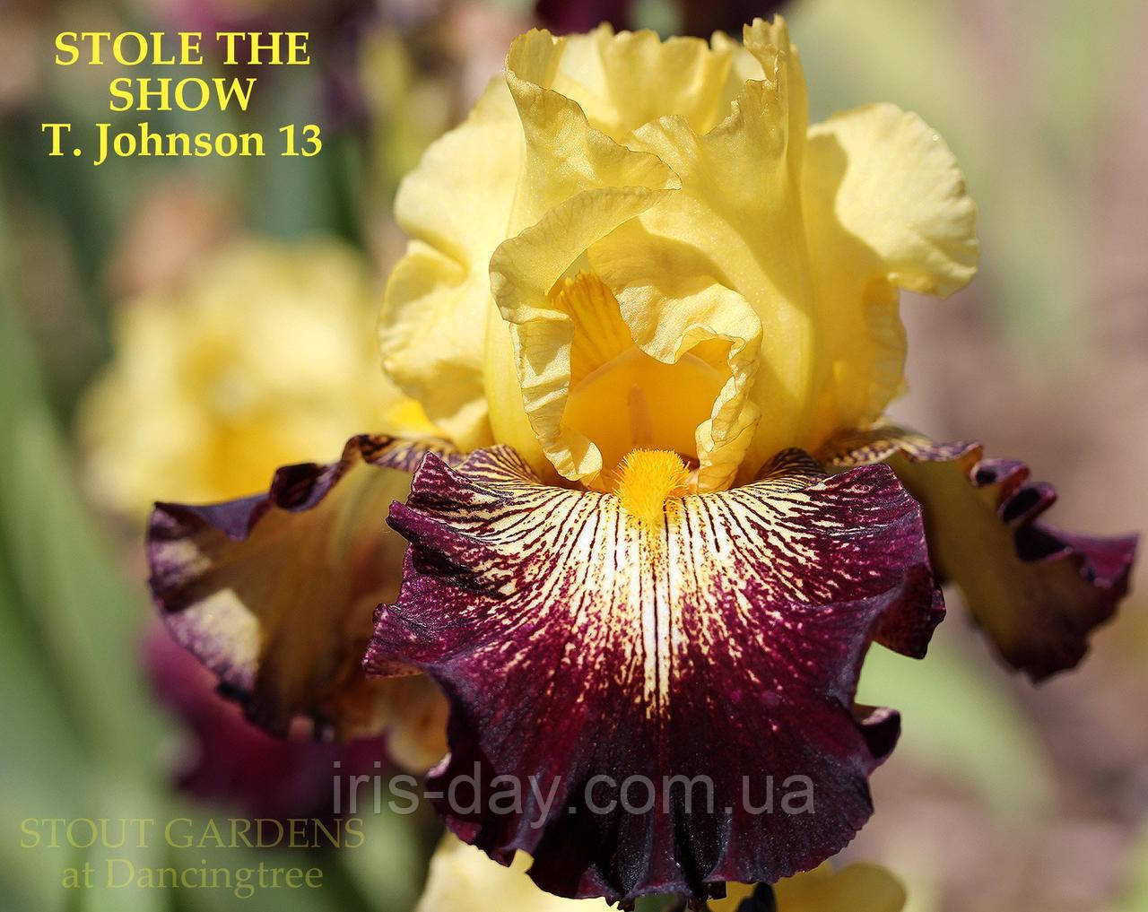 Ірис Stole The Show Стілі Зе Шоу (Johnson 2013) (сажінки), фото 1