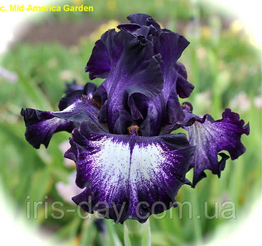 Ірис Midnight Velvet Міднайт Вельвет (Johnson 2014) (сажінці), фото 1