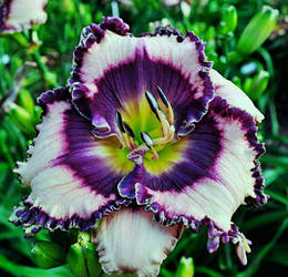 Лілейник Razzle Dazzle Candy (Stamile-Pierce 2012) (сажники)