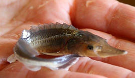 Малок стерляді