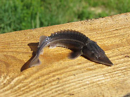 Малок осетра