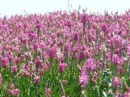 Насіння еспарцету Смарагд, еліта 1 репродукція