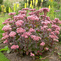 Саженцы Седума Матрона (Sedum telephium Matrona) Р9