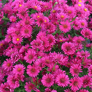 Саджанці Айстри новобельгійської Роял Рубі (Aster novi-belgii Royal Ruby)