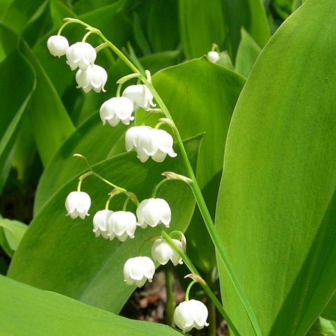 Саджанці Конвалії Кейске (Convallaria keiskei) Р9, фото 1