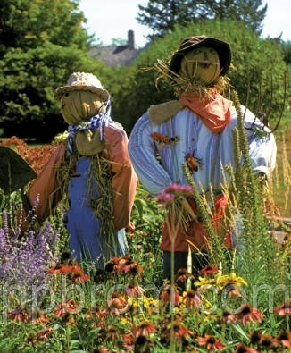 рване лякало для захисту городів від птахів