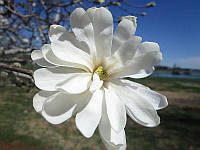 Магнолия MAGNOLIA STELLATA с 45L h 160-200 BUSH