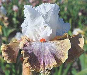 Ірис Colours of the Wind Колорс Оф Зе Вінд (Blyth 2014) (сажці)