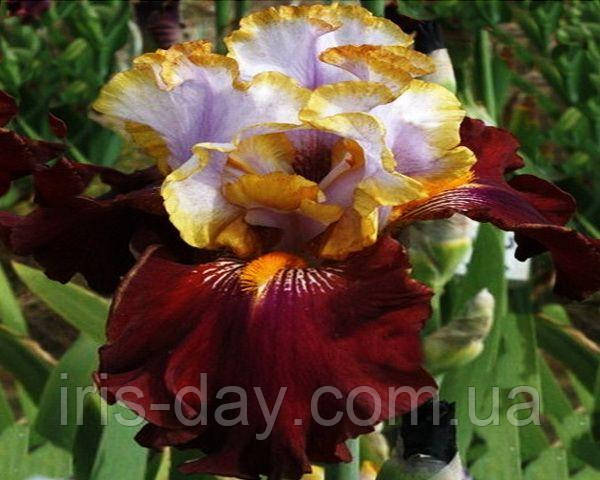 Ірис Plot Line Пліт Лайн (Ghio 2012) (сажники), фото 1