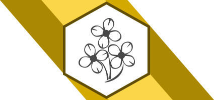 Насіння ріпаку