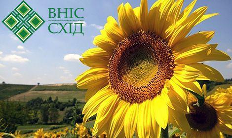 Українське сонечко насння соняшника