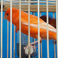 Кенар співочий