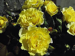 Троянда кучерява "Голденшауер"