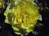 Троянда кучерява "Голденшауер", фото 2