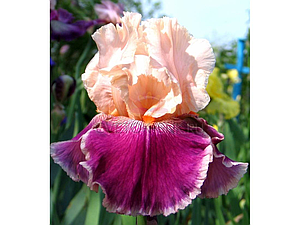 Ірис Pu Aby Пу Абі (Muska 1996) (сажники)