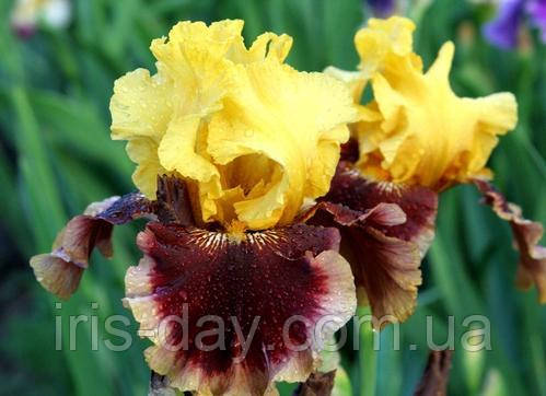 Ірис Mastery Матері (Blyth 2001) (сажінки), фото 1