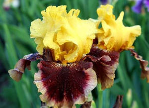 Ірис Mastery Матері (Blyth 2001) (сажінки)