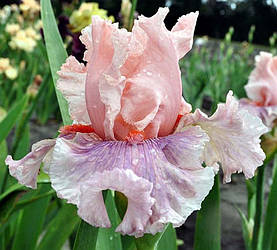 Ірис Sweet Kisses Світ Кісес (Blyth 2012) (сажінки)